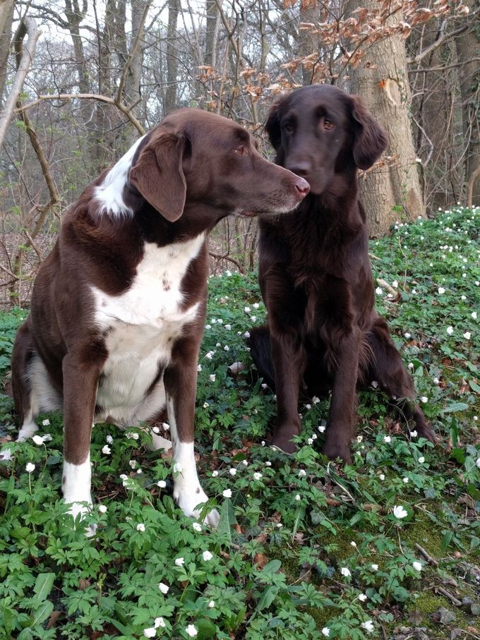 Dinky en Kaya in voorjaarsbos.