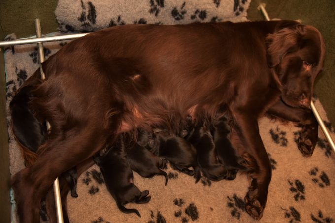 Kaya heeft eerste kerstdag zeven prachtige pups ter wereld gebracht. 